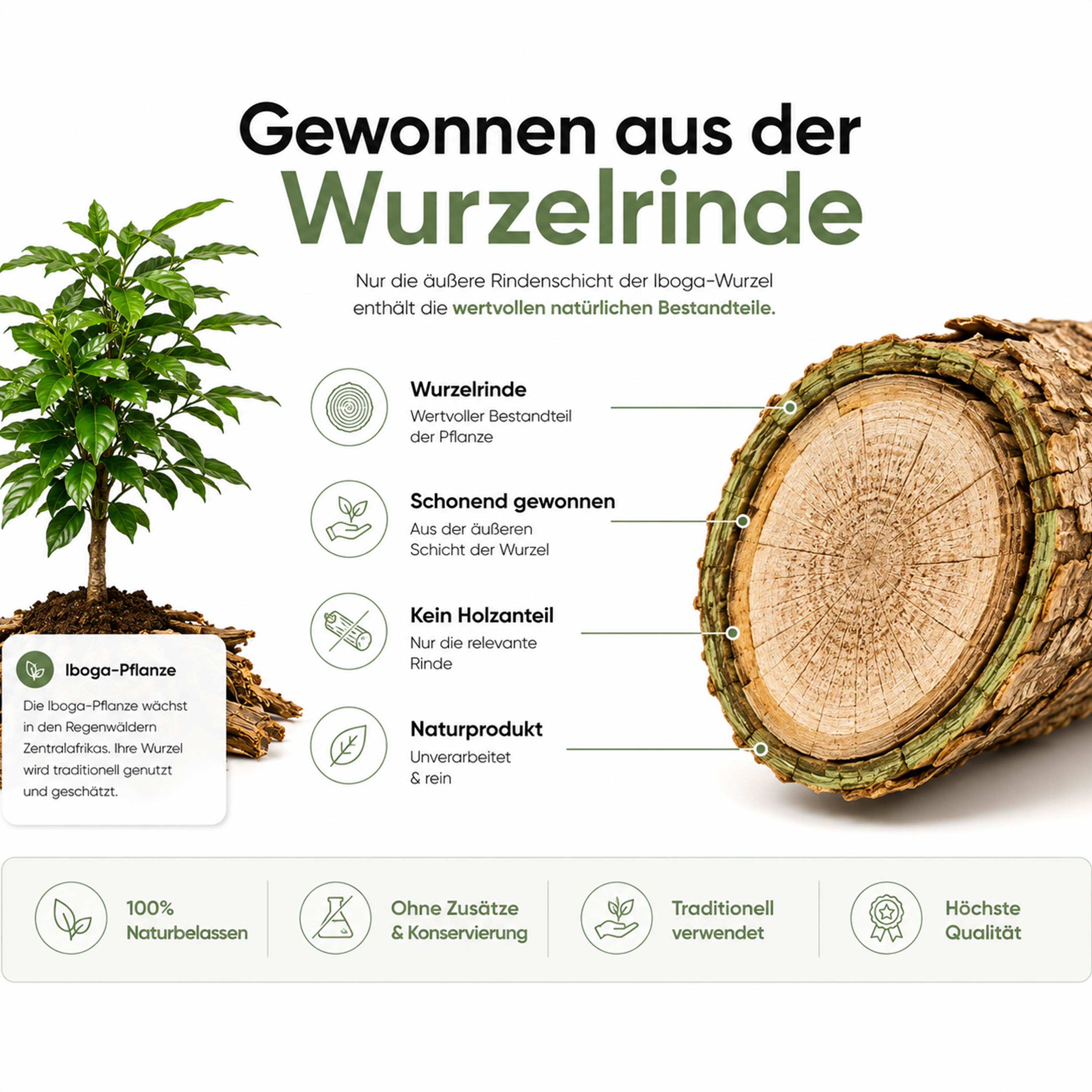 Iboga Wurzelrinde